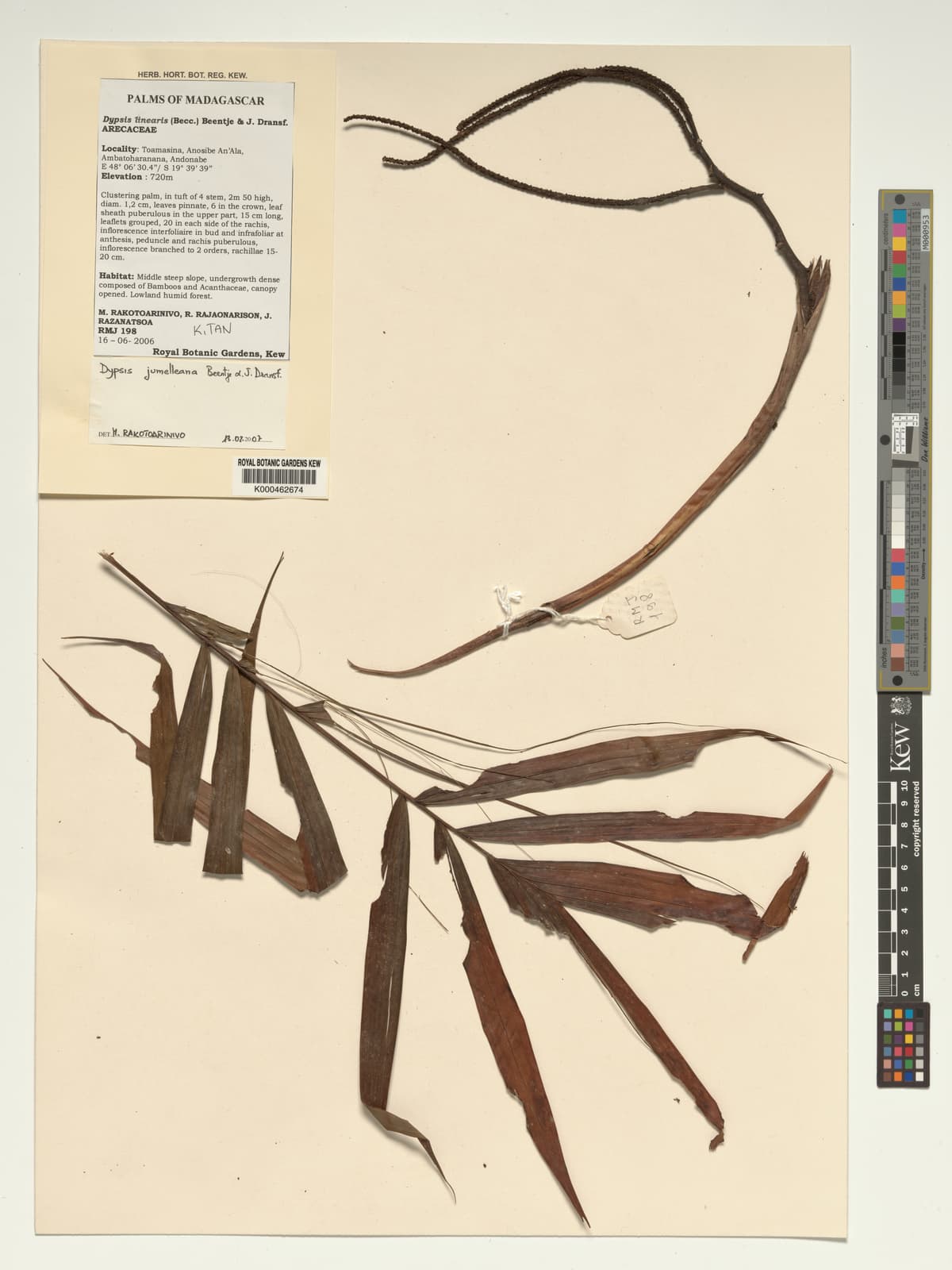 Botanical specimen of Dypsis Jumelleana.