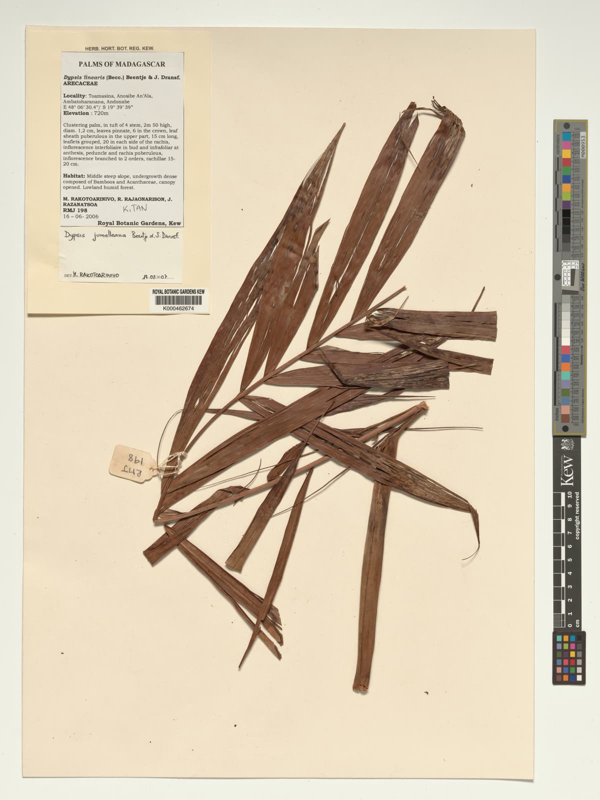 Botanical specimen of Dypsis Jumelleana.