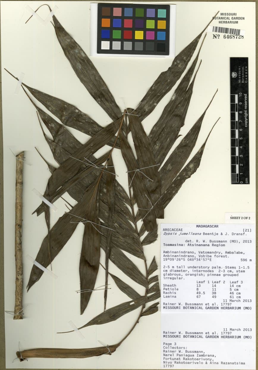 Botanical specimen of Dypsis Jumelleana.
