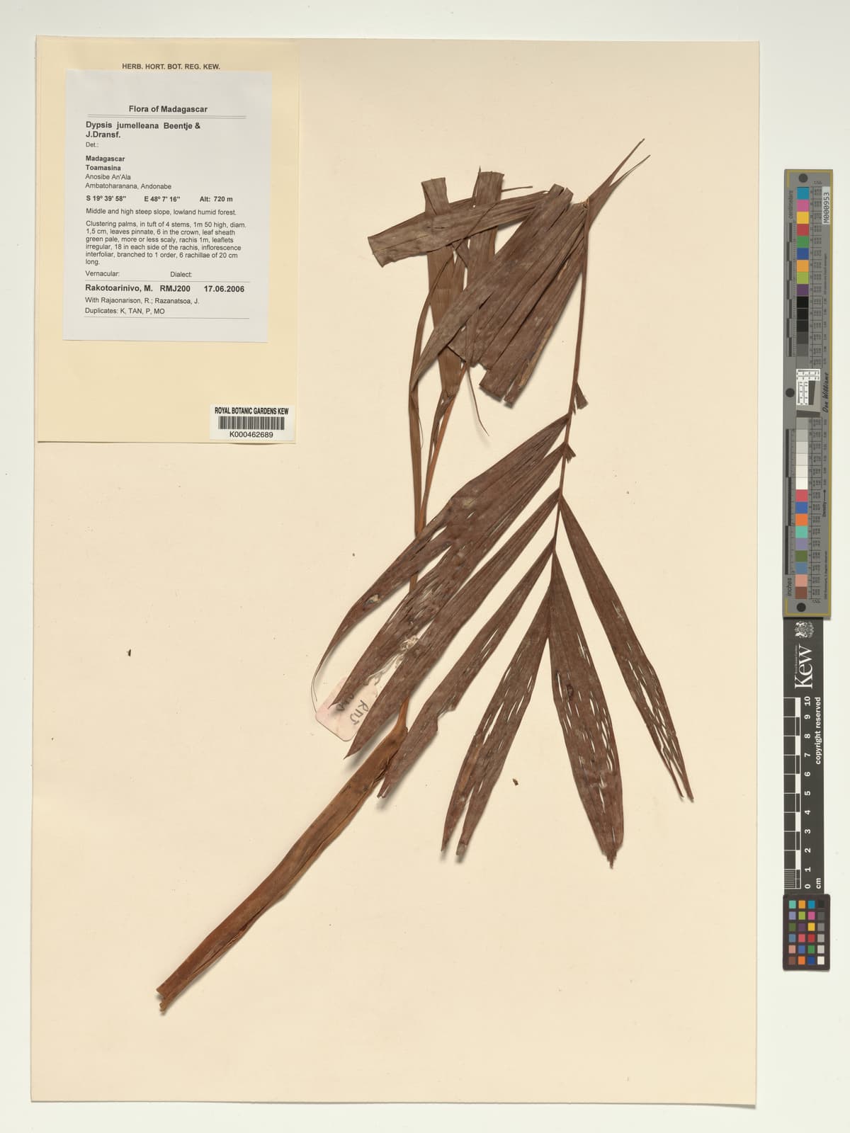 Botanical specimen of Dypsis Jumelleana.