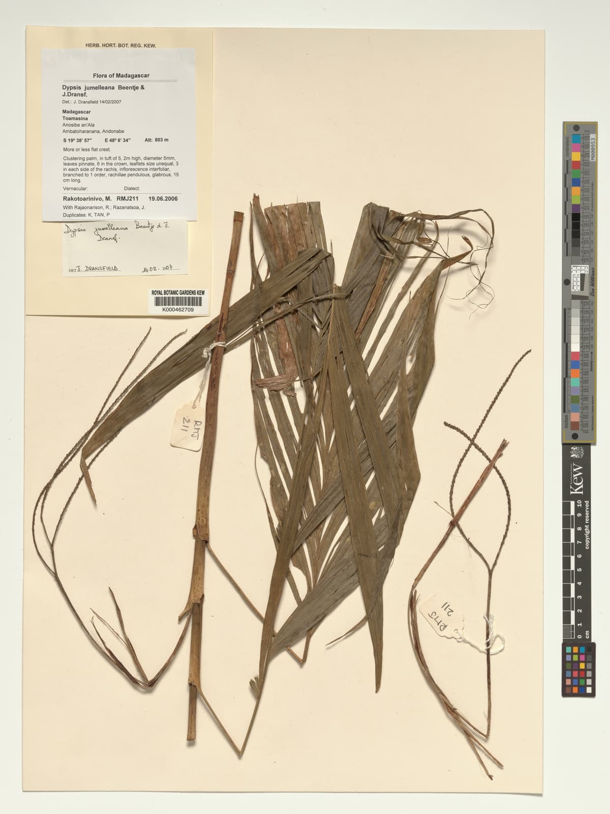 Botanical specimen of Dypsis Jumelleana.