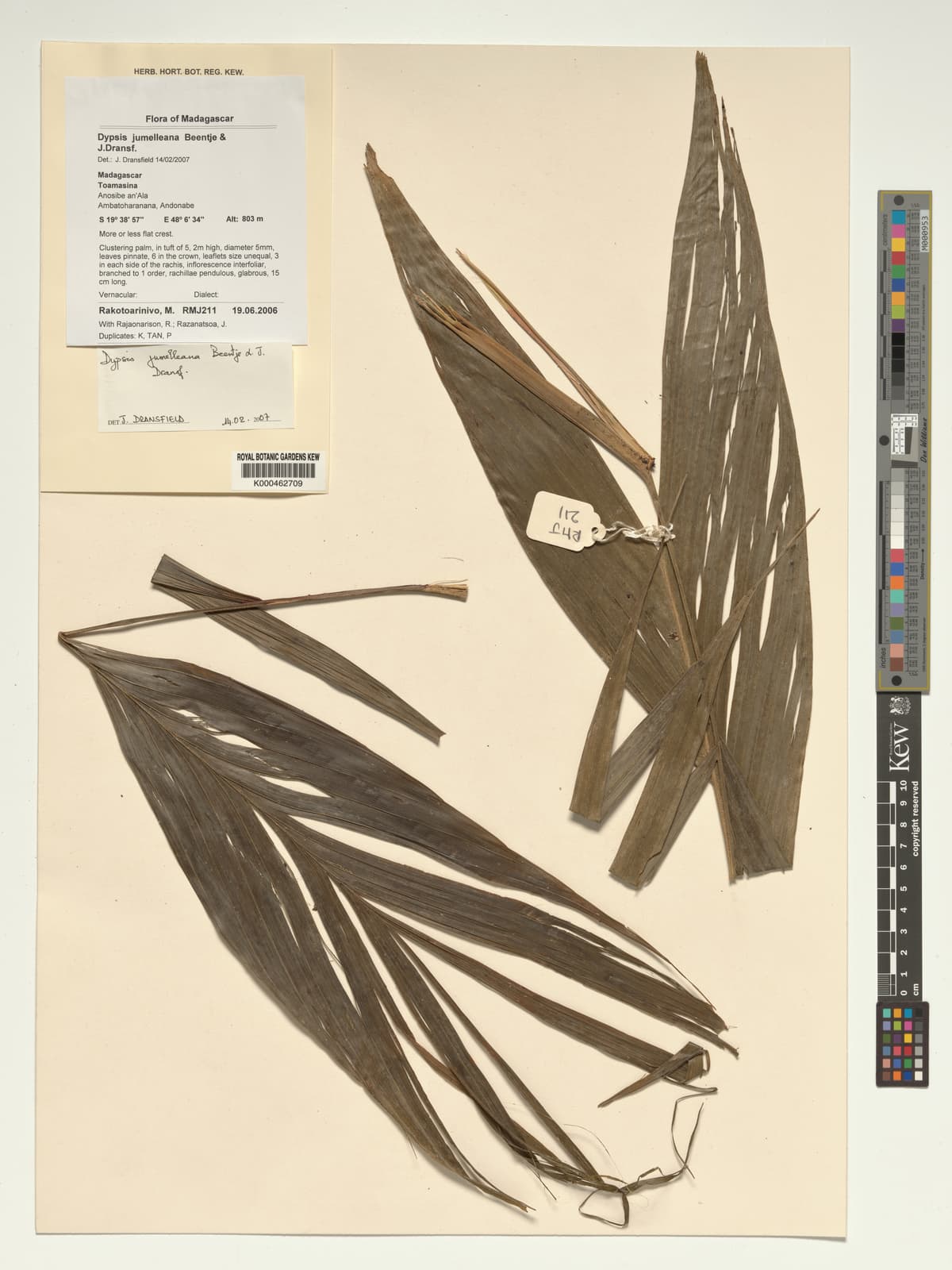 Botanical specimen of Dypsis Jumelleana.