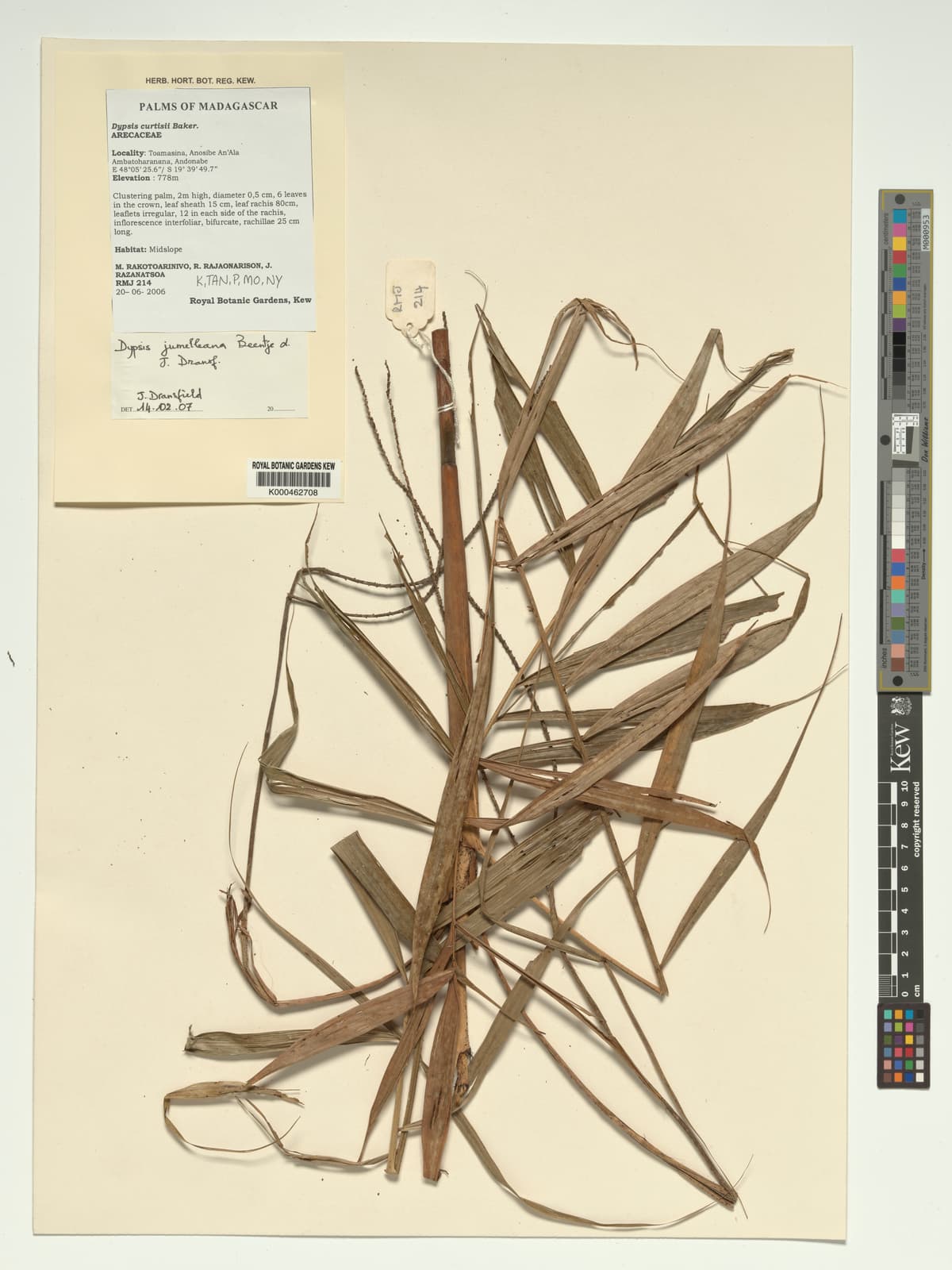 Botanical specimen of Dypsis Jumelleana.