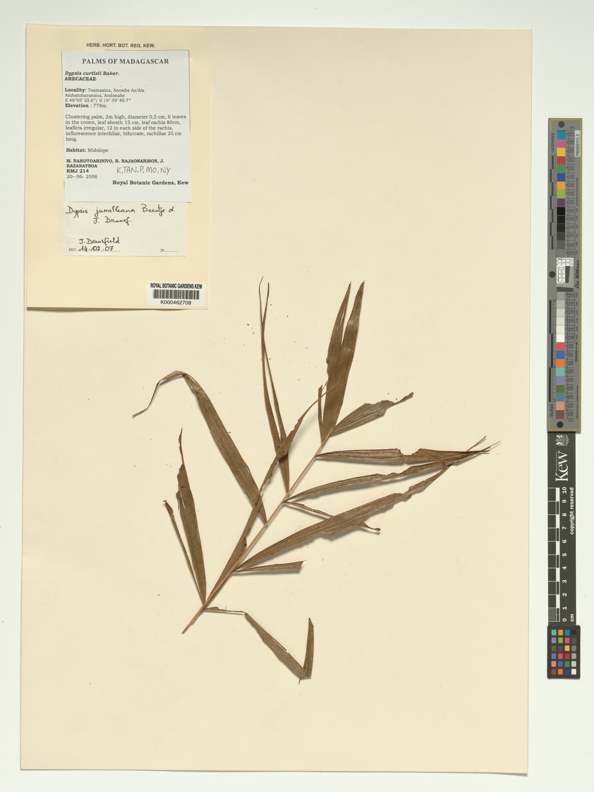 Botanical specimen of Dypsis Jumelleana.