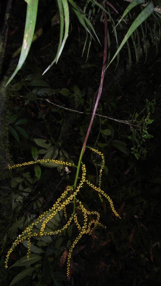 Botanical specimen of Dypsis Jumelleana.
