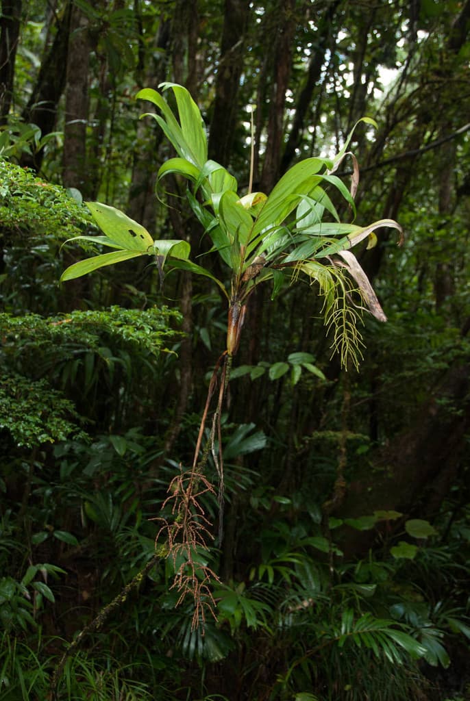 Botanical specimen of Dypsis Lantzeana.