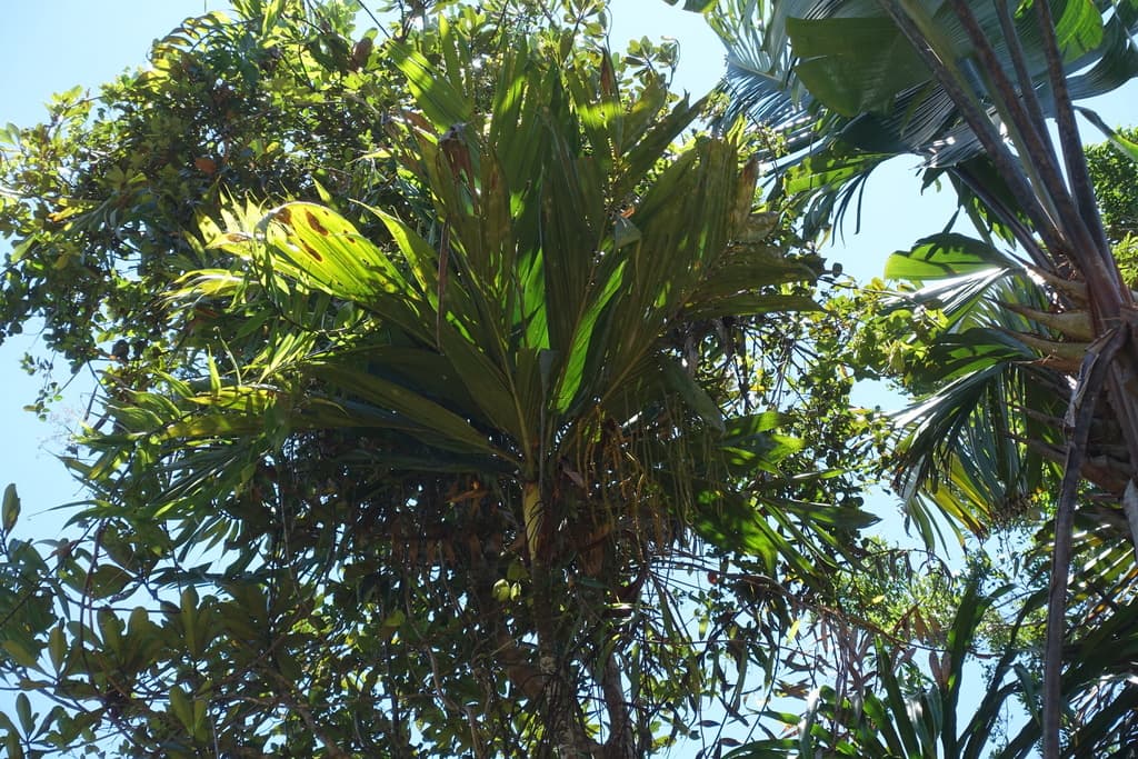 Botanical specimen of Dypsis Lutea.