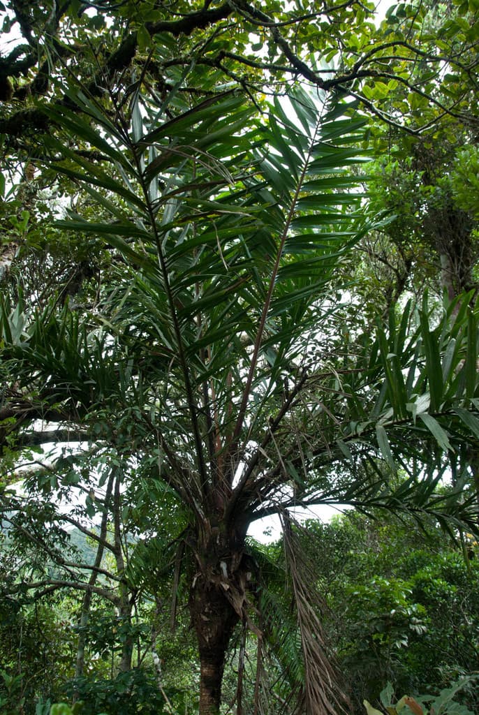Botanical specimen of Dypsis Marojejyi.