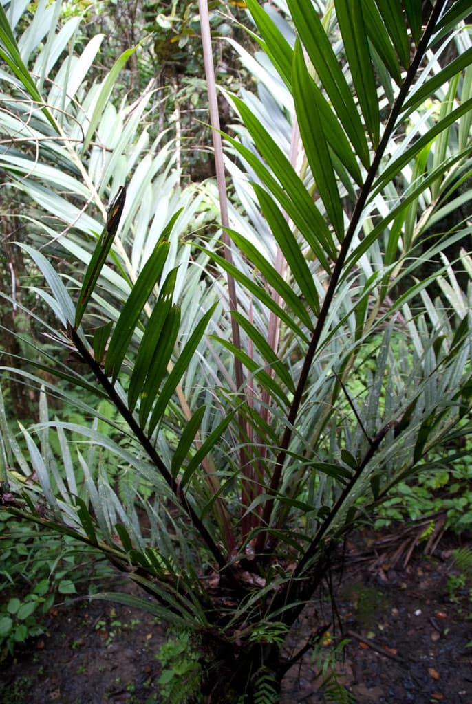 Botanical specimen of Dypsis Marojejyi.