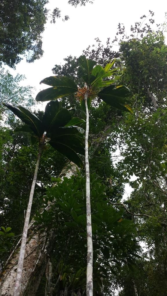 Botanical specimen of Dypsis Metallica.