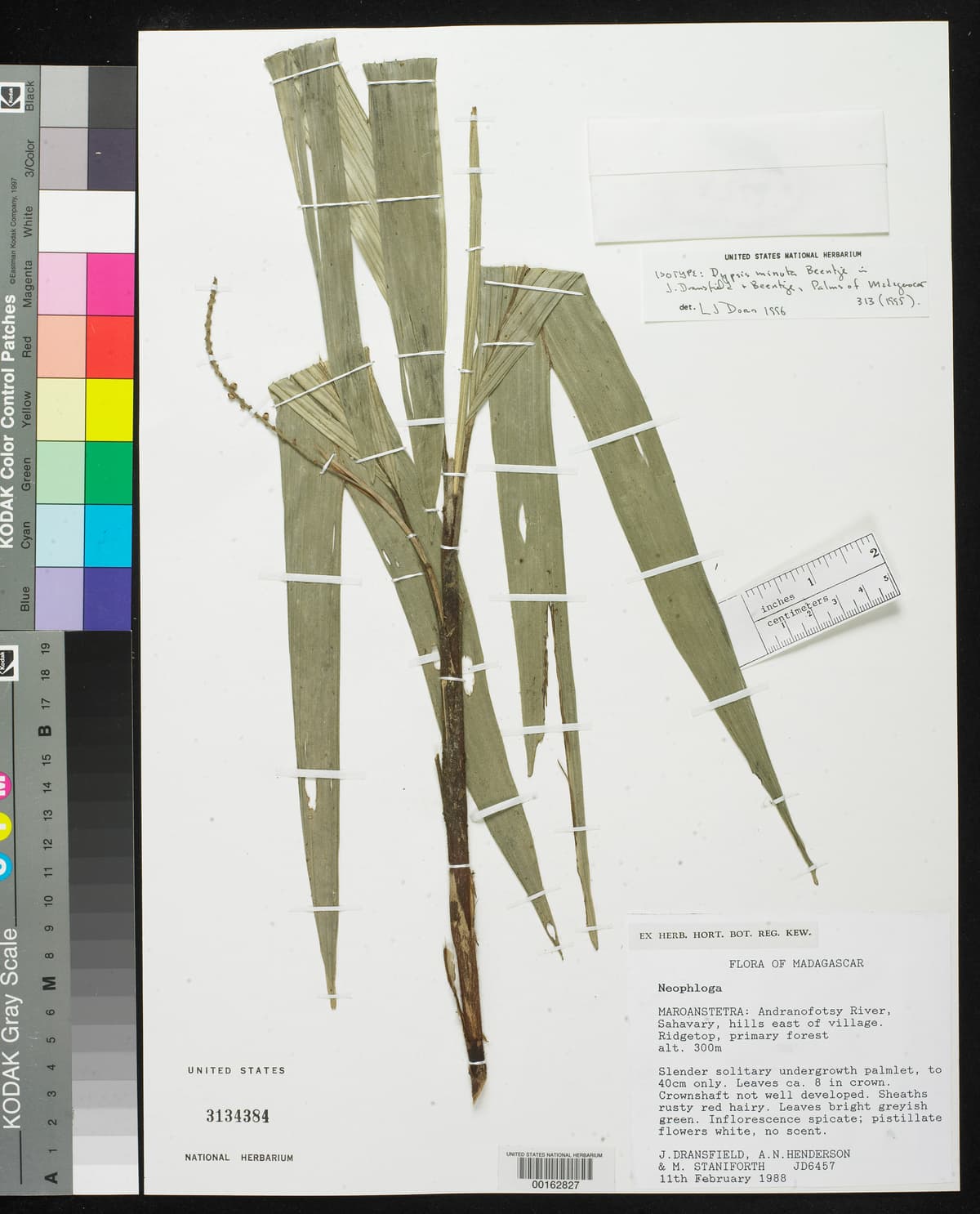 Botanical specimen of Dypsis Minuta.