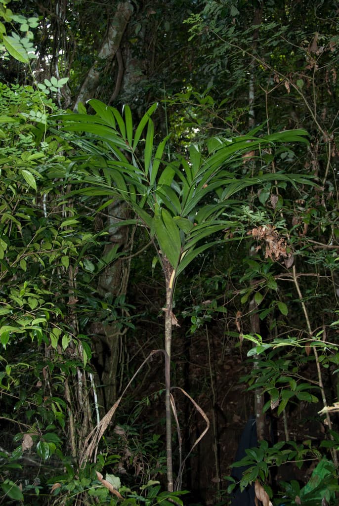 Botanical specimen of Dypsis Mirabilis.