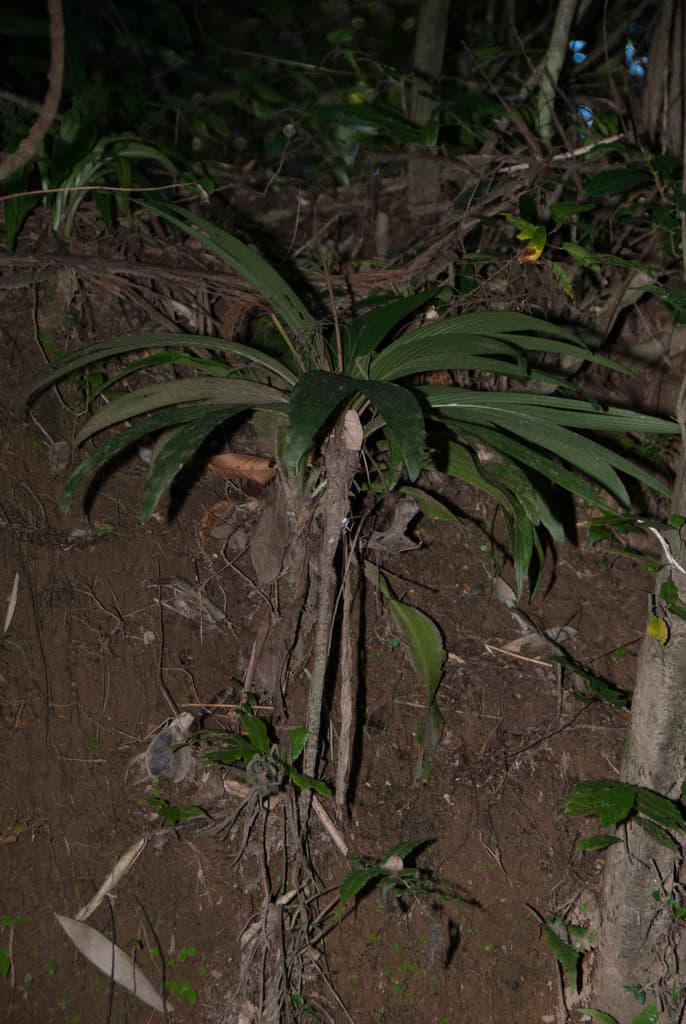 Botanical specimen of Dypsis Mocquerysiana.