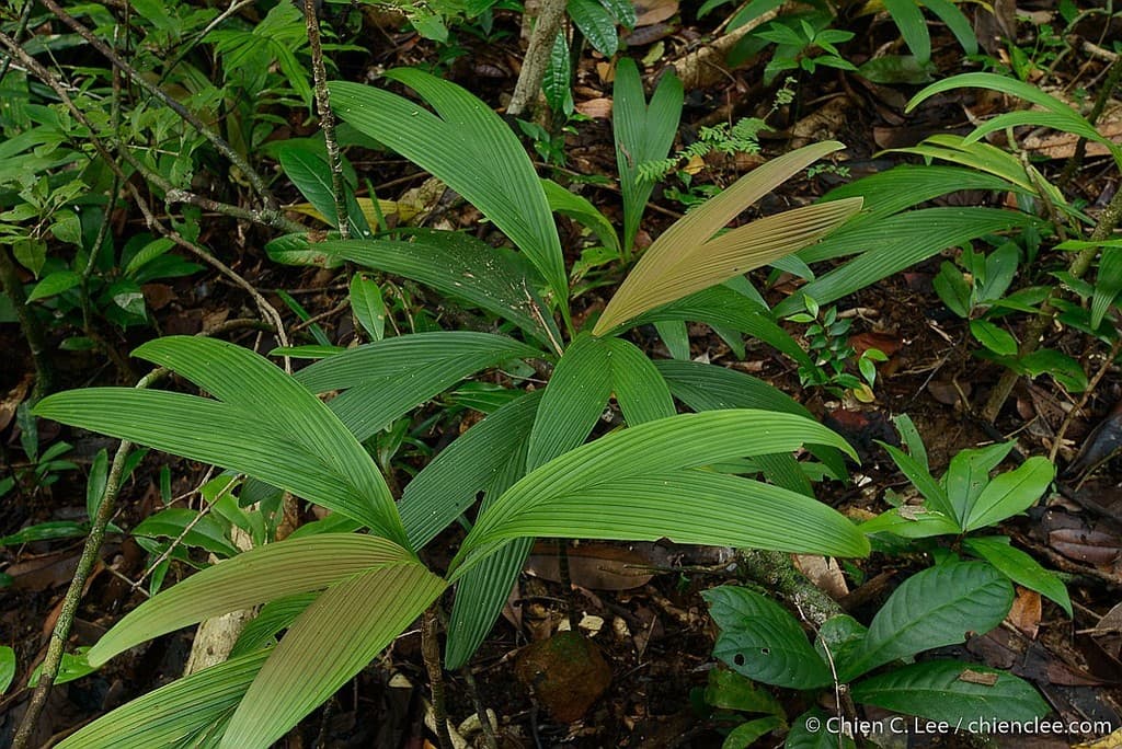 Botanical specimen of Dypsis Mocquerysiana.