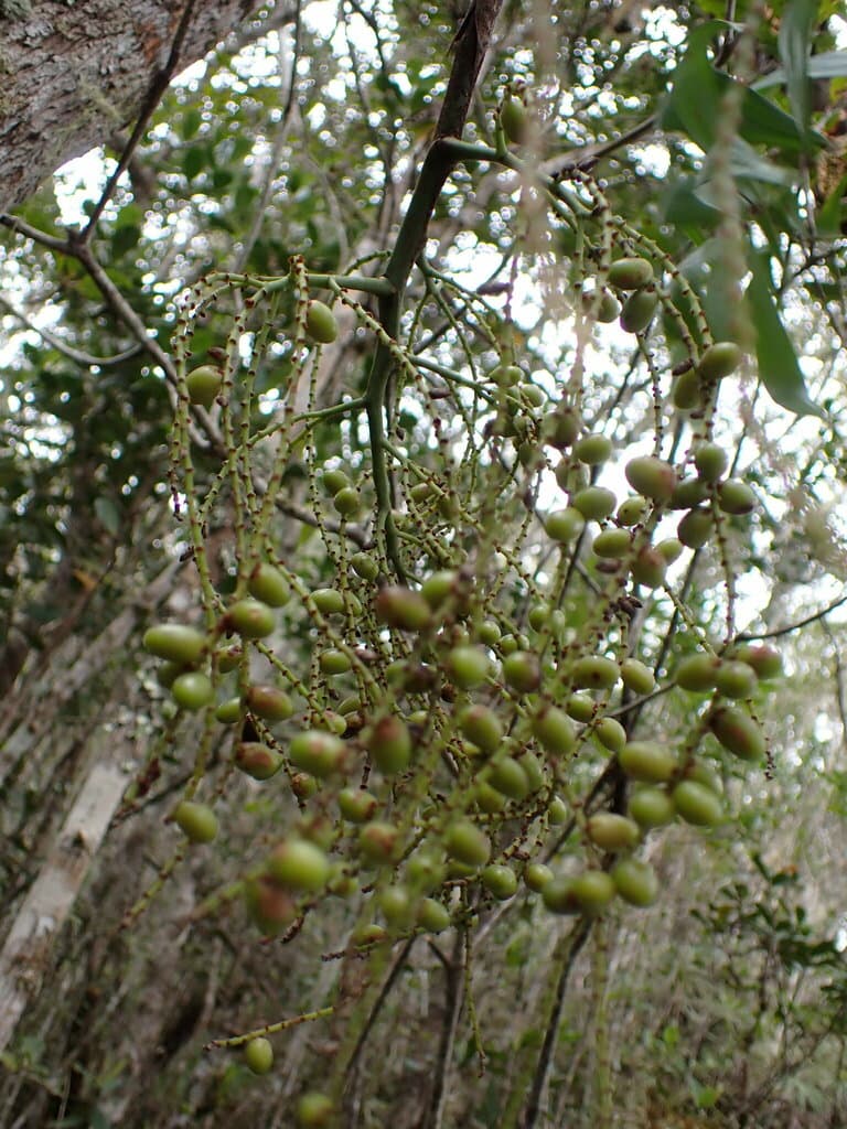Botanical specimen of Dypsis Nodifera.