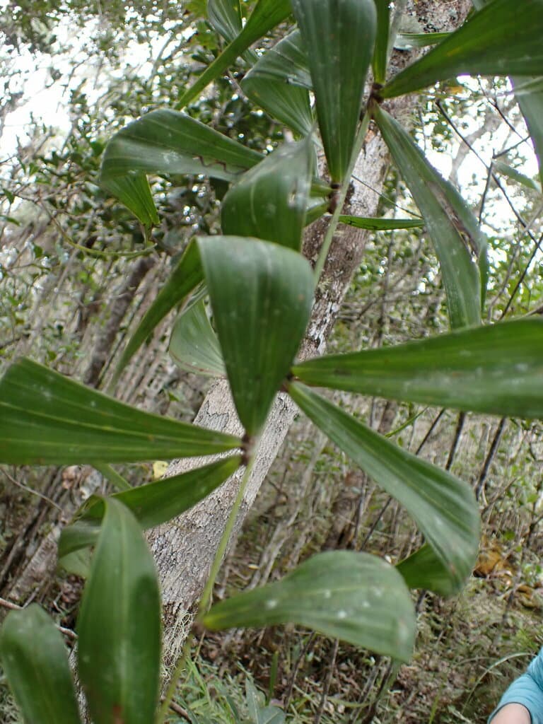 Botanical specimen of Dypsis Nodifera.