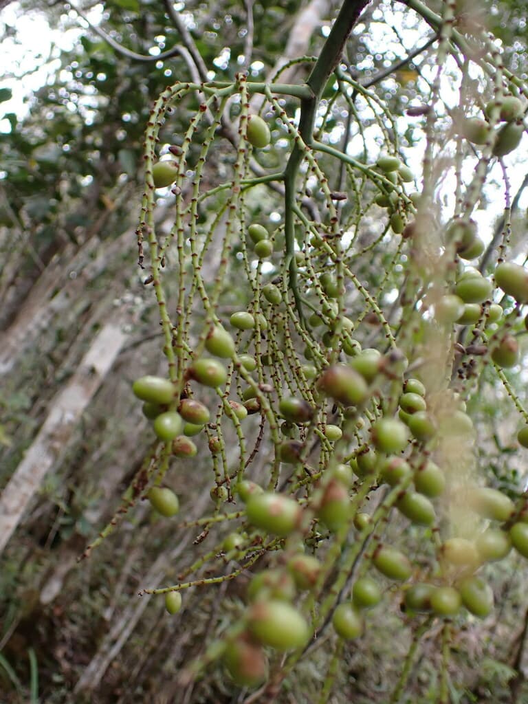 Botanical specimen of Dypsis Nodifera.
