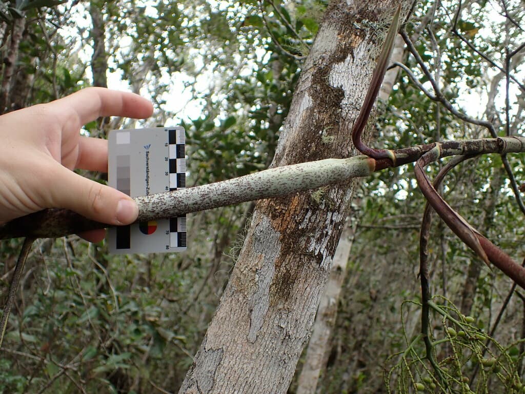 Botanical specimen of Dypsis Nodifera.