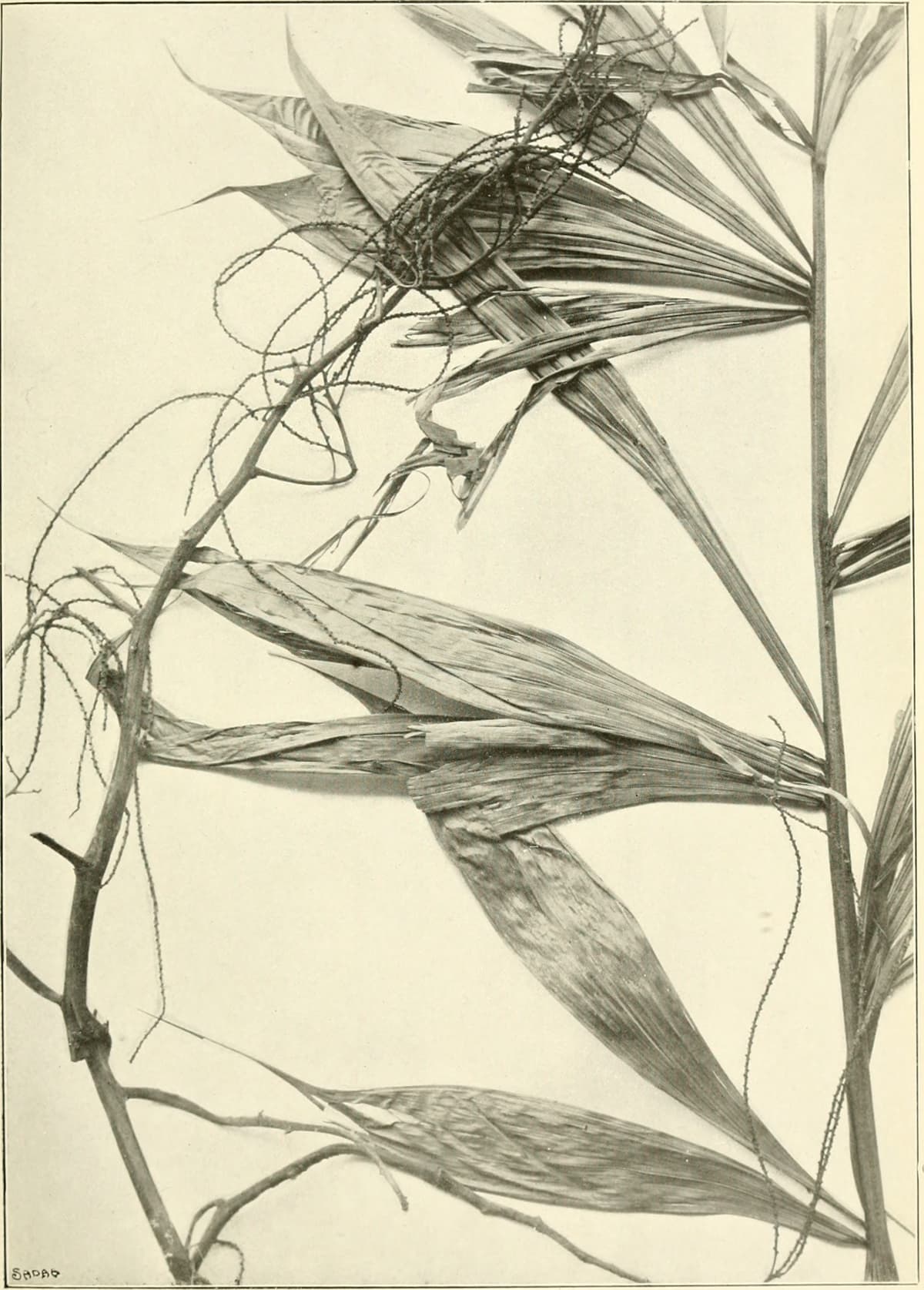 Botanical specimen of Dypsis Pinnatifrons.