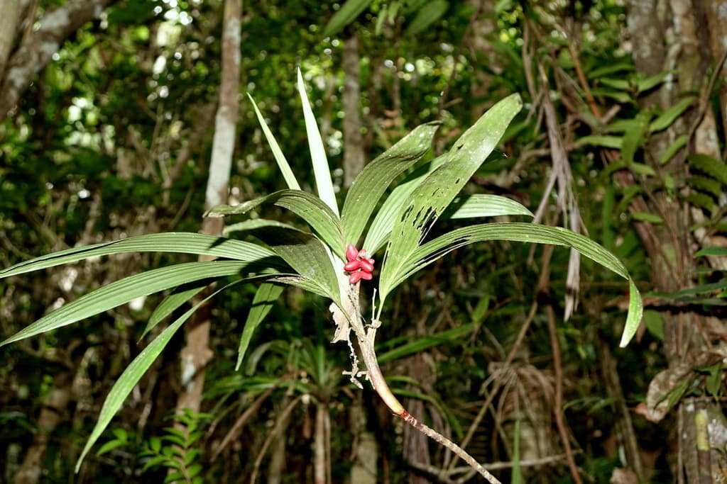 Botanical specimen of Dypsis Poivreana.