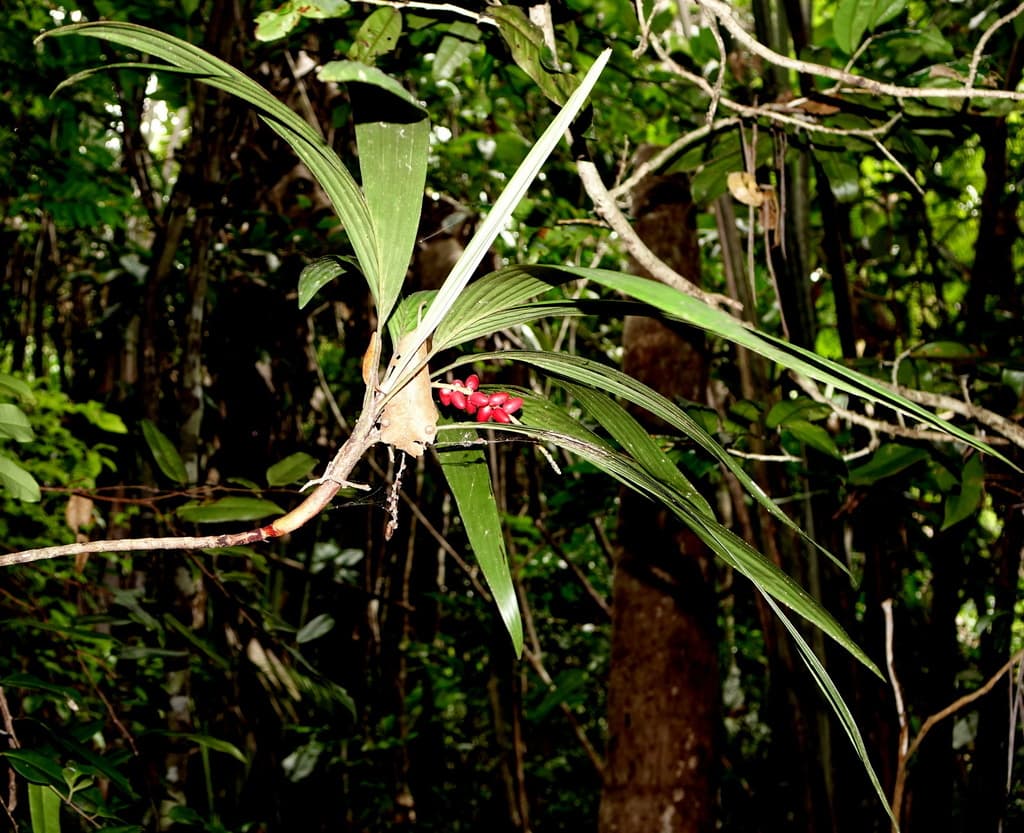 Botanical specimen of Dypsis Poivreana.