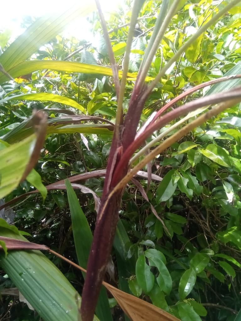 Botanical specimen of Dypsis Poivreana.