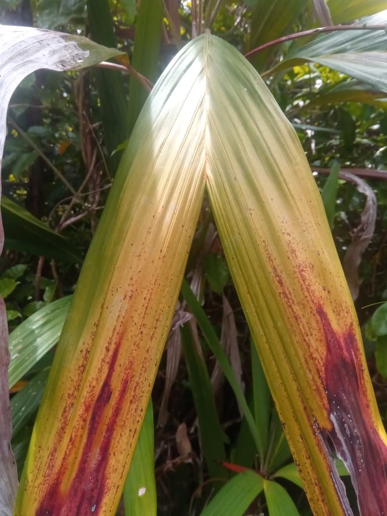 Botanical specimen of Dypsis Poivreana.