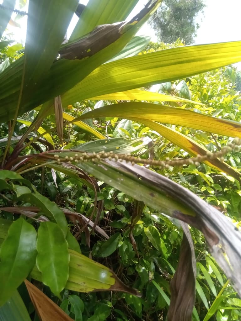 Botanical specimen of Dypsis Poivreana.