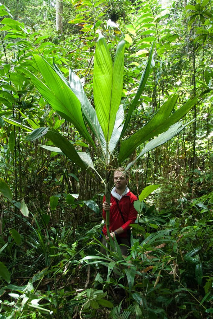 Botanical specimen of Dypsis Procera.