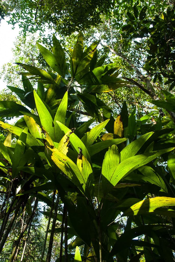 Botanical specimen of Dypsis Procera.
