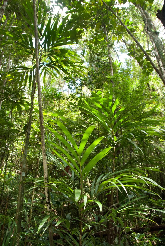 Botanical specimen of Dypsis Procera.