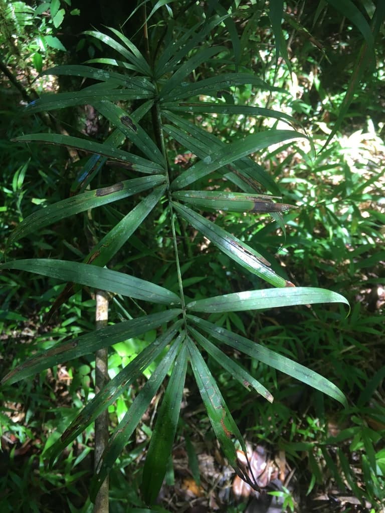 Botanical specimen of Dypsis Procumbens.