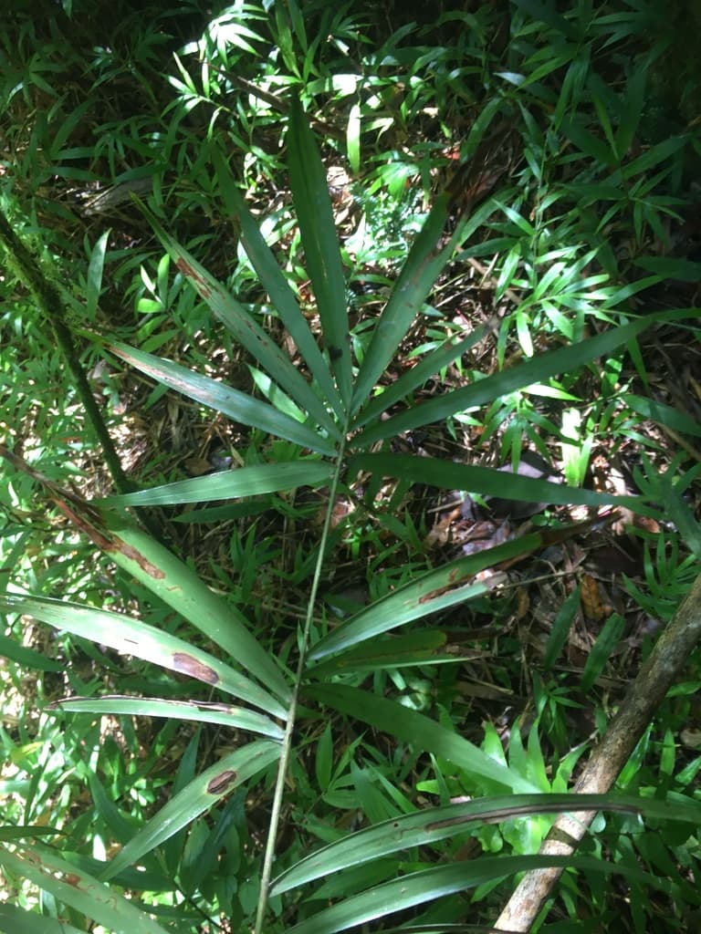 Botanical specimen of Dypsis Procumbens.