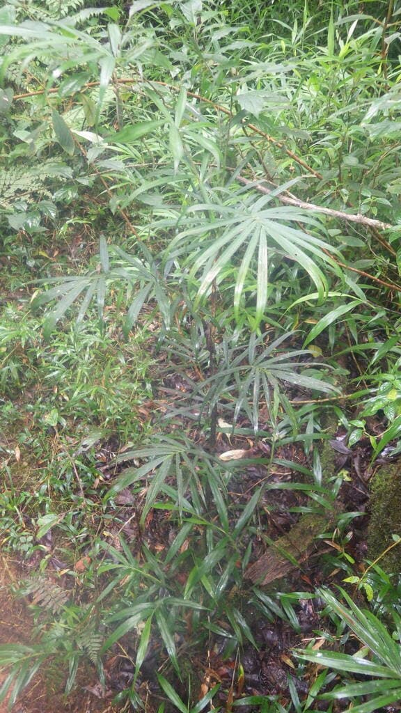 Botanical specimen of Dypsis Procumbens.