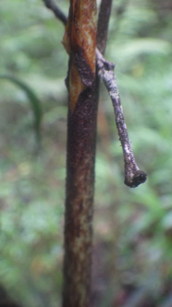 Botanical specimen of Dypsis Procumbens.