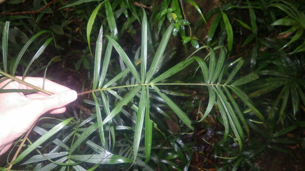 Botanical specimen of Dypsis Procumbens.