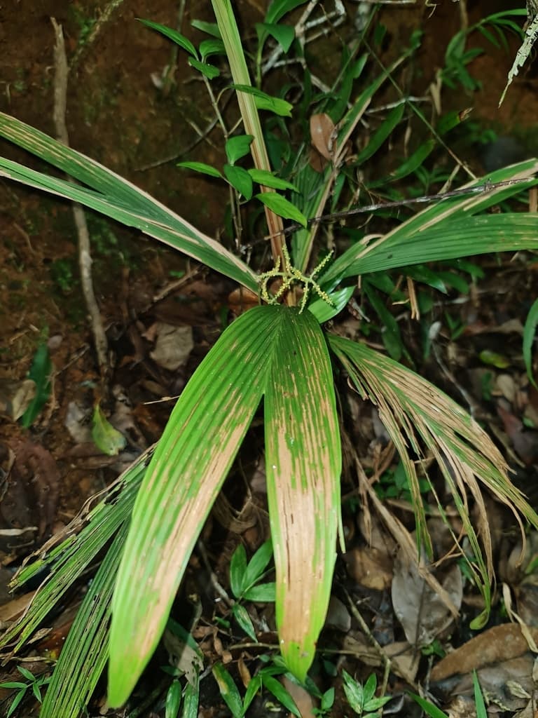 Botanical specimen of Dypsis Pulchella.