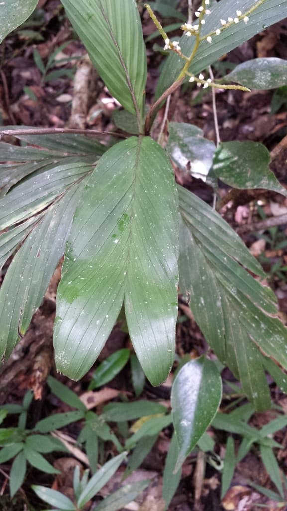 Botanical specimen of Dypsis Pulchella.