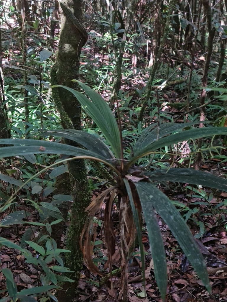 Botanical specimen of Dypsis Pulchella.
