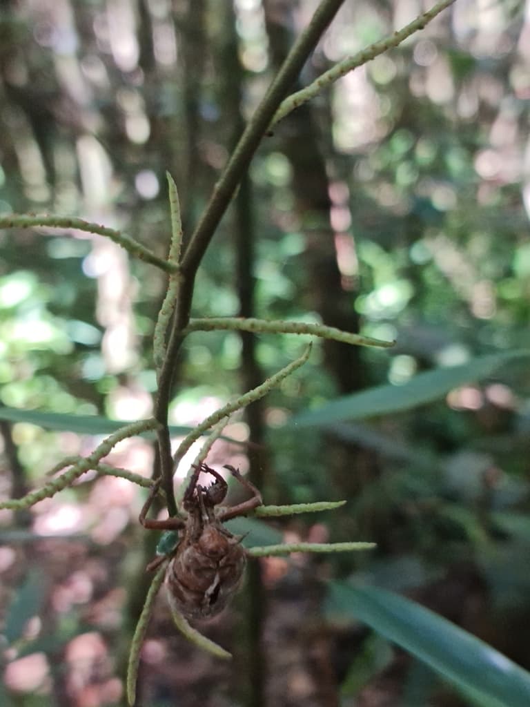 Botanical specimen of Dypsis Pulchella.