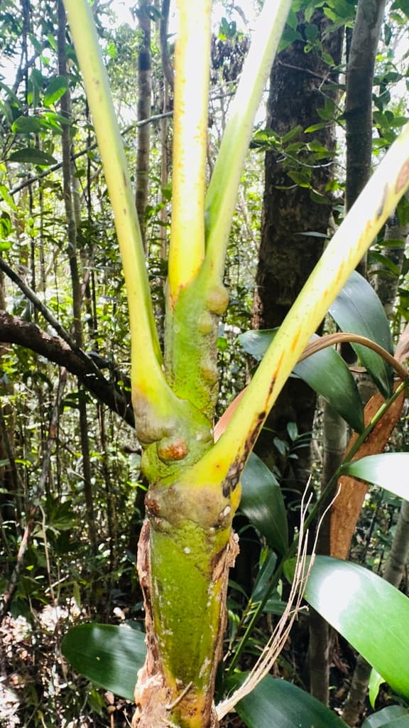 Botanical specimen of Dypsis Pustulata.