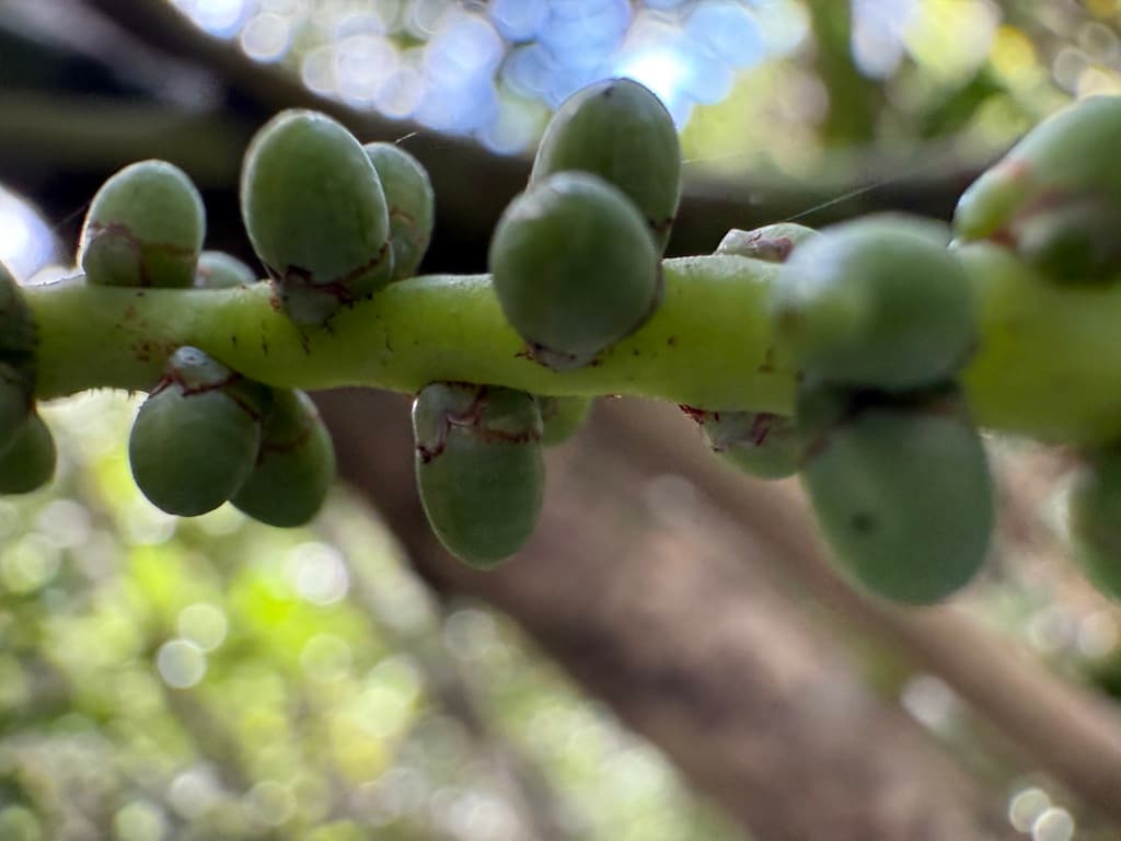 Botanical specimen of Dypsis Pustulata.