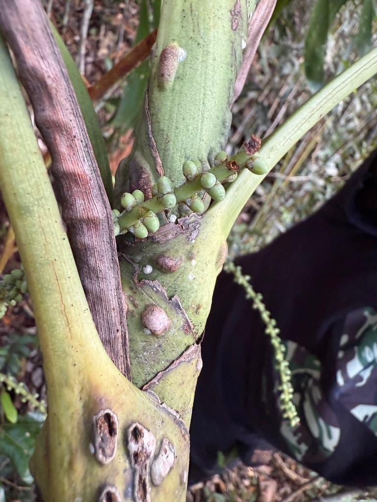 Botanical specimen of Dypsis Pustulata.