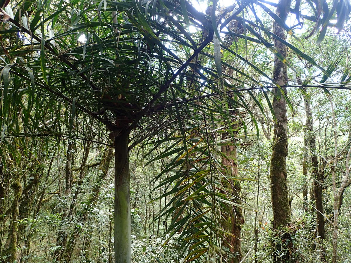 Botanical specimen of Dypsis Rivularis.