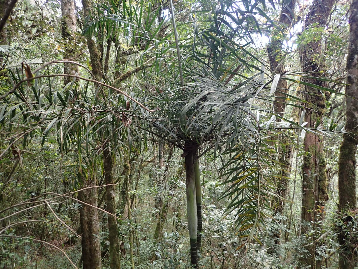 Botanical specimen of Dypsis Rivularis.