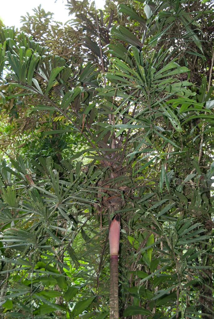 Botanical specimen of Dypsis Rosea.
