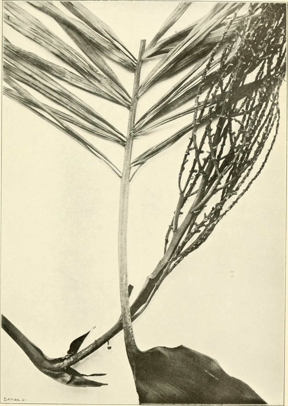 Botanical specimen of Dypsis Sahanofensis.