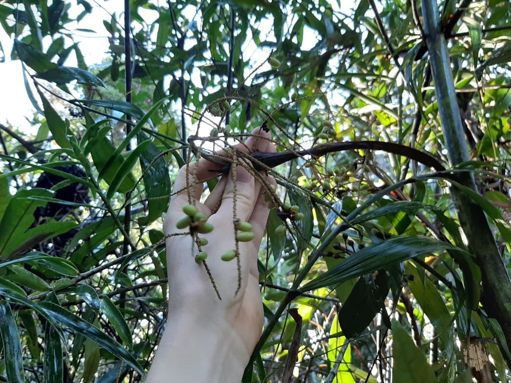 Botanical specimen of Dypsis Scandens.