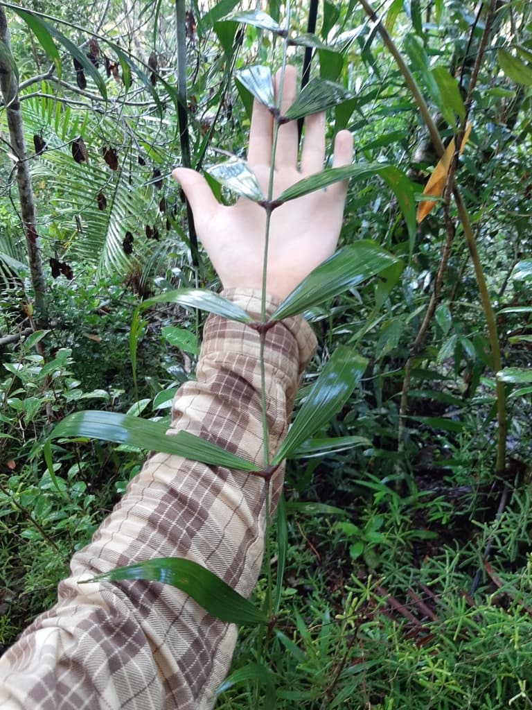 Botanical specimen of Dypsis Scandens.