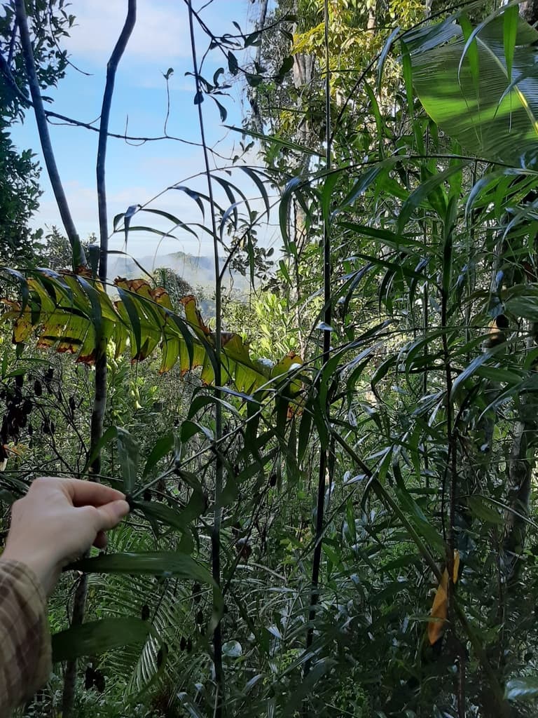 Botanical specimen of Dypsis Scandens.